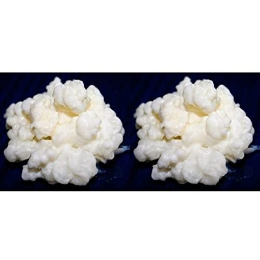 Packung 2x 40g Milchkefir Pilz / Knollen