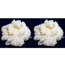 Packung 2x 40g Milchkefir Pilz / Knollen