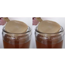 Packung 2x Kombucha Pilz / Scoby