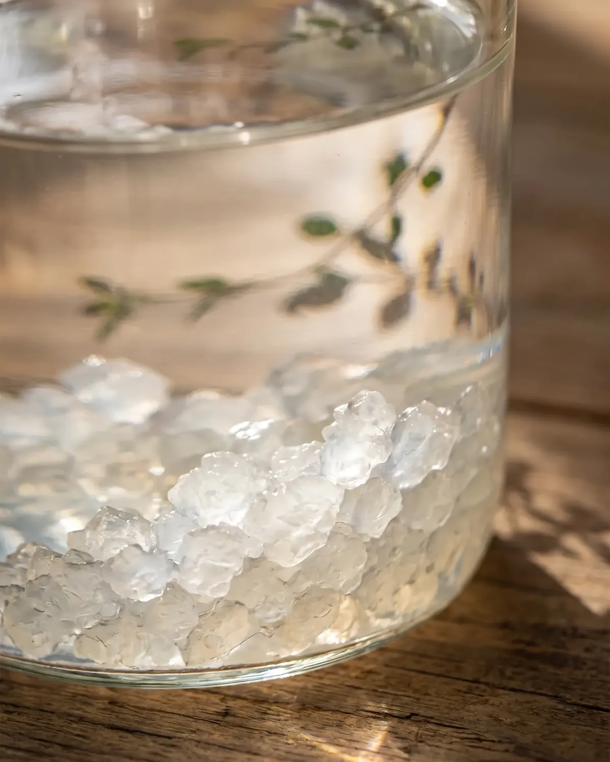 wasserkefir darm Klares Wasserkefir-Glas mit Blattschatten und leuchtenden Körnchen in einer Ecke des Gefäßes.