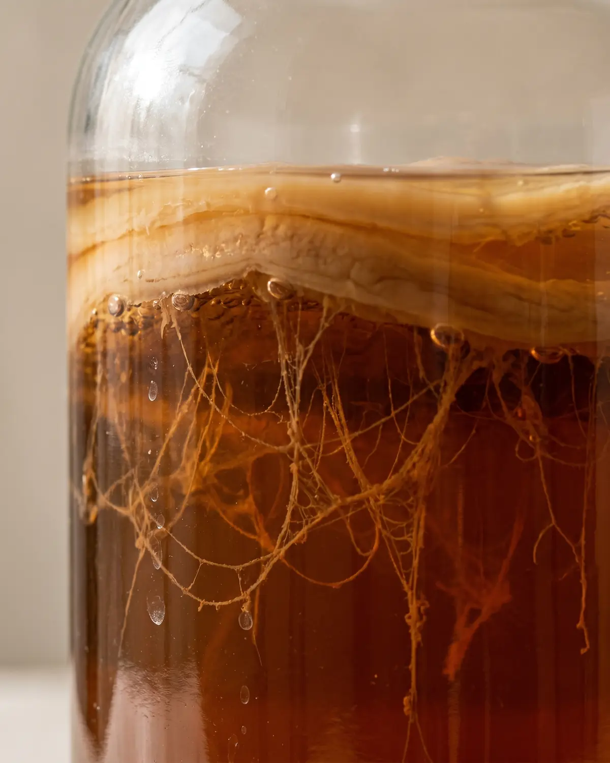 kombucha rezept Braune Hefefäden hängen unter dem SCOBY im Glas, seitliches Licht zeigt die aktive Fermentation.